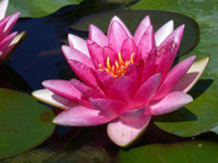 Nymphaea 'Charles de Meurville'