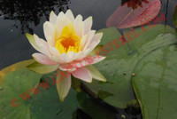 Nymphaea 'Citrus Twist'