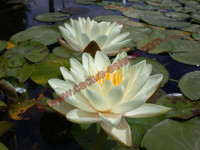 Nymphaea 'Denver'