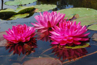 Nymphaea 'Fuchsia Pom Pom'