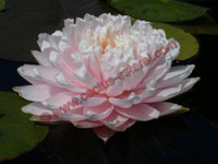 Nymphaea 'Gloire du Temple sur Lot'