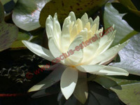 Nymphaea 'Gold Medal'