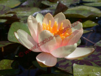 Nymphaea 'Graziella'