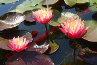 Nymphaea 'Gregg's Orange Beauty'