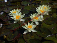 Nymphaea 'Helvola'