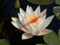Nymphaea 'Highlight'
