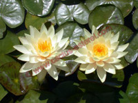 Nymphaea 'Innerlight'