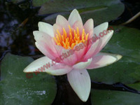 Nymphaea 'J.C.N. Forestier'