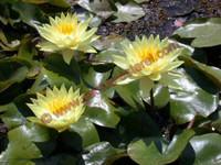 Nymphaea 'Joey Tomocik'