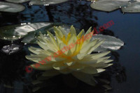 Nymphaea 'Lemon Meringue'