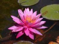 Nymphaea 'Louise Villemarette'