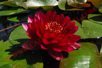 Nymphaea 'Manee Red'