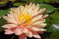 Nymphaea 'Mangkala Ubol'