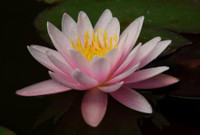 Nymphaea 'Marliacea Rosea'