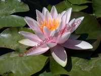 Nymphaea 'Martha'