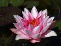 Nymphaea 'Mary'
