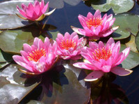 Nymphaea 'Maurice Laydeker'