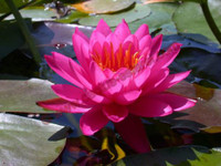 Nymphaea 'Mayla'