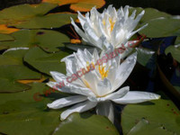 Nymphaea 'Mt. Shasta'