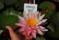 Nymphaea 'Myra'