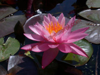 Nymphaea 'Nigel'