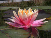 Nymphaea 'Patio Joe'