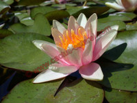 Nymphaea 'Paul Hariot'