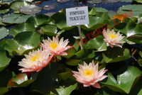 Nymphaea 'Peace Lily'