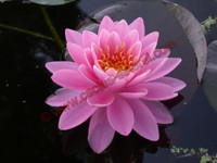 Nymphaea 'Perry's Fire Opal'