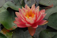 Nymphaea 'Perry's Orange Sunset'