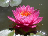 Nymphaea 'Perry's Rich Rose'