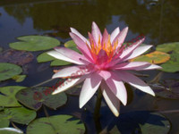 Nymphaea 'Pink Sparkle'