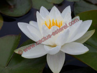 Nymphaea 'Pöstlingberg'