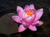 Nymphaea 'Princess Elizabeth'