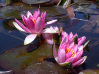 Nymphaea 'Pygmaea Rubra'