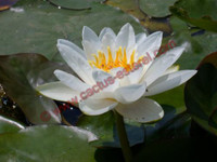 Nymphaea 'Queen of the Whites'
