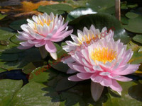 Nymphaea 'Ray Davies'