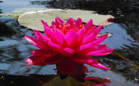 Nymphaea 'Razzberry'
