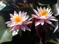 Nymphaea 'Rose Arey'