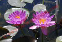 Nymphaea 'Siam Purple 2'