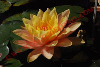 Nymphaea 'Siam Sunset'
