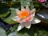 Nymphaea 'Sioux'