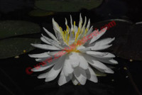Nymphaea 'Snowflake'