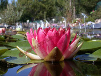 Nymphaea 'Steven Strawn'