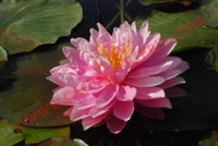 Nymphaea 'Strawberry Milkshake'