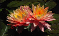Nymphaea 'Sunfire'