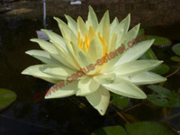 Nymphaea 'Sunrise'