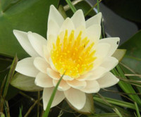 Nymphaea 'Walter Pagels'