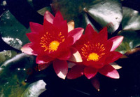Nymphaea 'Wm. Falconer'
