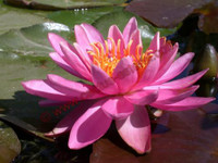 Nymphaea 'Wow'